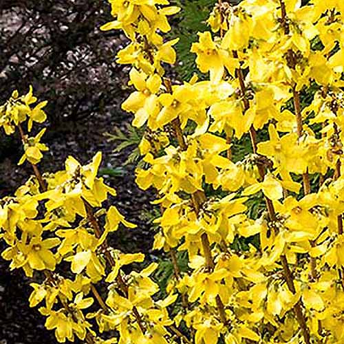A close up square image of the springtime flowers of 'Magical Gold' forsythia growing in the garden pictured on a soft focus background.
