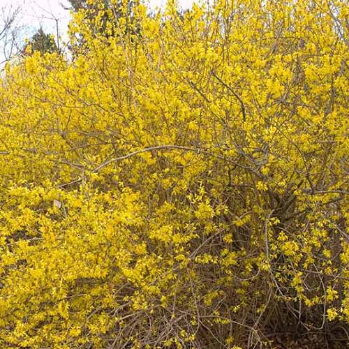 A close up square image of the bright flowers of 'Meadowlark' forsythia blooming in springtime.