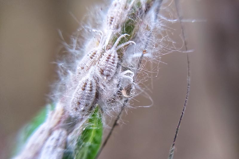 A close up horizontal image of mealybugs infesting the stem of a houseplant pictured on a soft focus background.