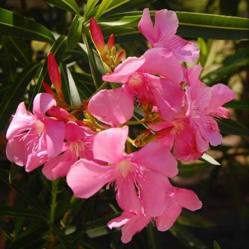 A close up square image of the bright pink flowers of Nerium oleander growing in the garden pictured in bright sunshine on a soft focus background.