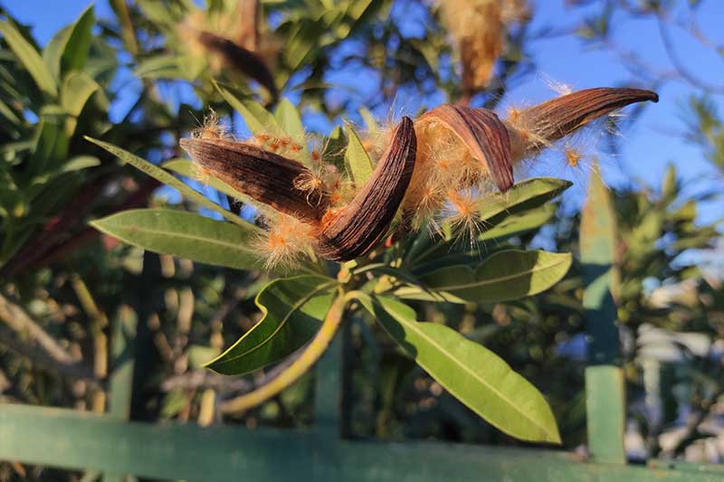 A close up horizontal image of Nerium oleander seed pods that have burst open to reveal fluffy seedheads pictured on a blue sky background in bright sunshine.