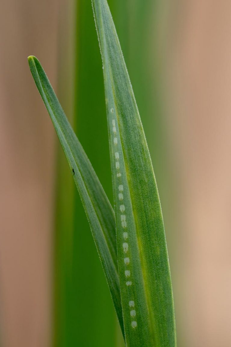 How to Identify and Control Allium Leaf Miners | Gardener’s Path