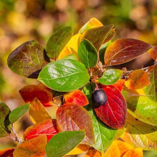 A close up square image of the autumn foliage of 'Peking' cotoneaster growing in the garden pictured on a soft focus background.