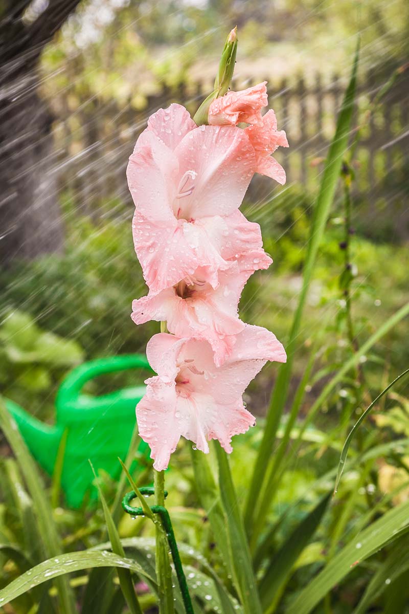 A close up vertical image of a light pink gladiolus flower growing in the garden in light rain pictured on a soft focus background.