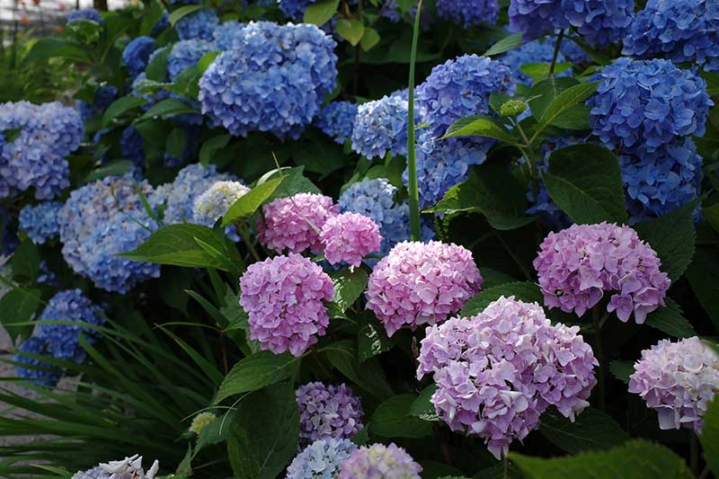 A close up horizontal image of blue and pink flowers growing in the garden pictured in light filtered sunshine on a soft focus background.