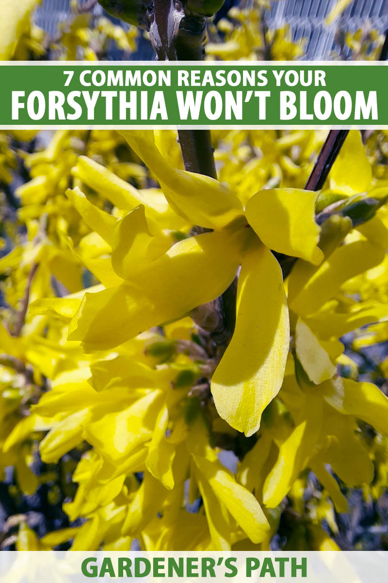A close up vertical image of the bright yellow spring flowers of forsythia growing in the garden pictured in bright sunshine on a soft focus background. To the top and bottom of the frame is green and white printed text.