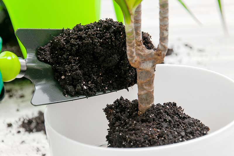 A close up horizontal image of a garden trowel from the left of the frame scooping potting soil into a white container around a houseplant.