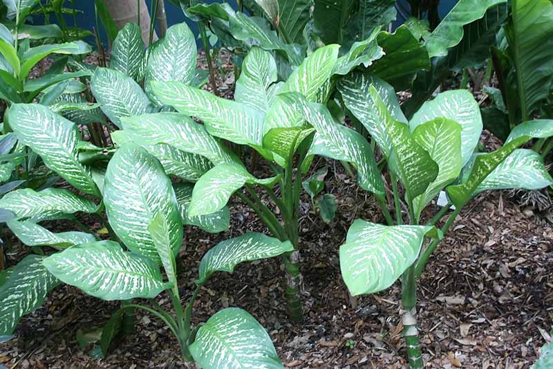 A close up horizontal image of Dieffenbachia 'Rudolf Roehrs' growing outdoors in a tropical location.