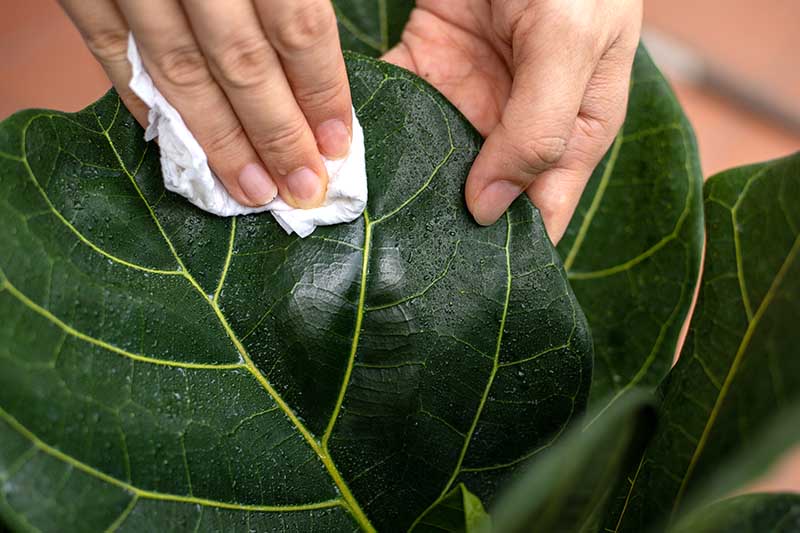 A close up horizontal image of two hands from the top of the frame using a cloth to wipe the dust off the foliage of a housplant.
