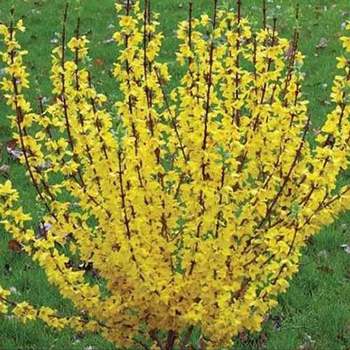 A close up square image of a small forsythia shrub growing in the garden with lawn in the background.