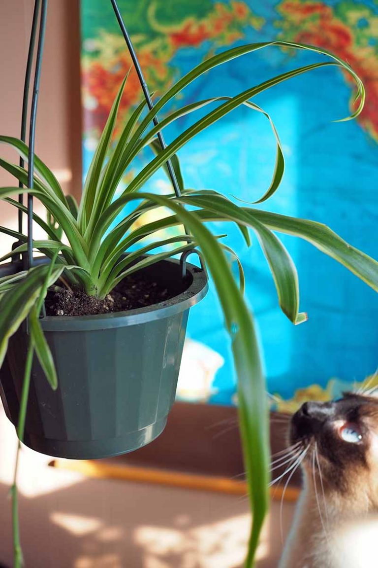Are Spider Plants Toxic to Cats? Gardener’s Path