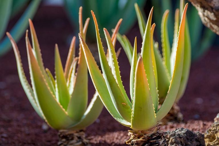Tips For Growing Aloe Vera Outdoors Gardeners Path 0104