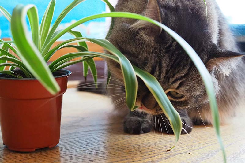 A close up horizontal image of a long-haired gray housecat biting the foliage of a spider plant pictured on a soft focus background.