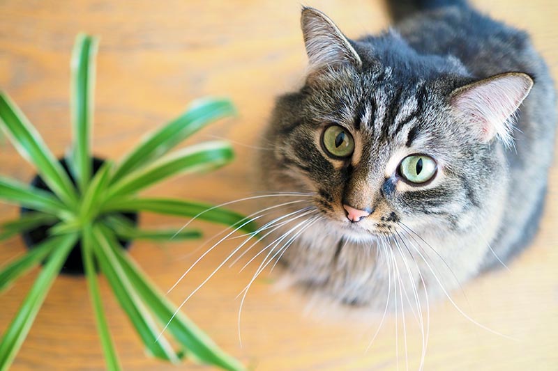 A close up horizontal image of a dark gray tabby with wide green eyes looking up at the camera with a guilty expression.