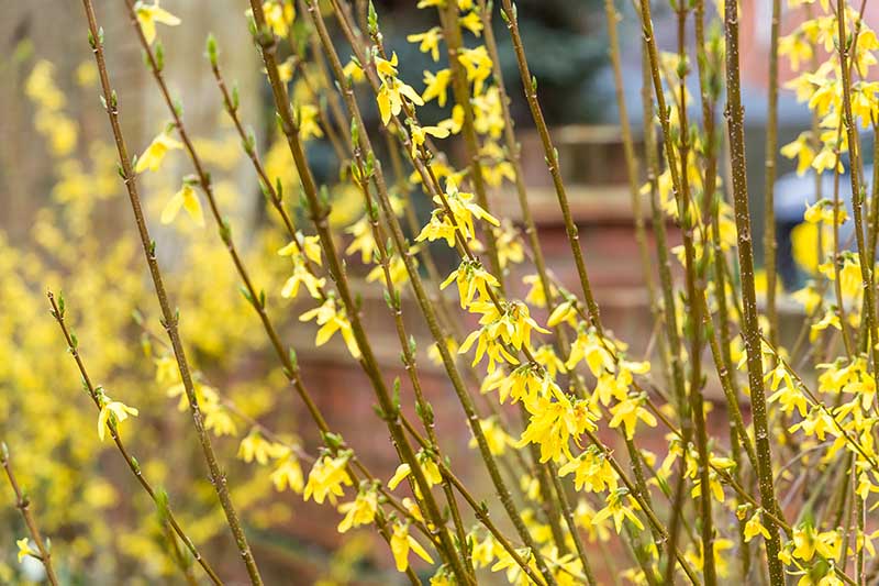 A close up horizontal image of bright yellow flowers blooming on a shrub in the early spring, pictured in bright sunshine on a soft focus background.