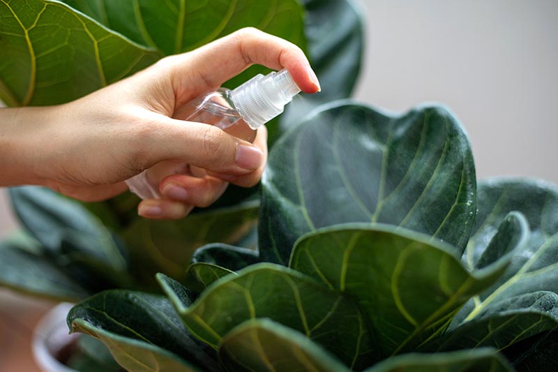 A close up horizontal image of a hand from the left of the frame using a spray bottle to moisten the leaves of a houseplant, pictured on a soft focus background.