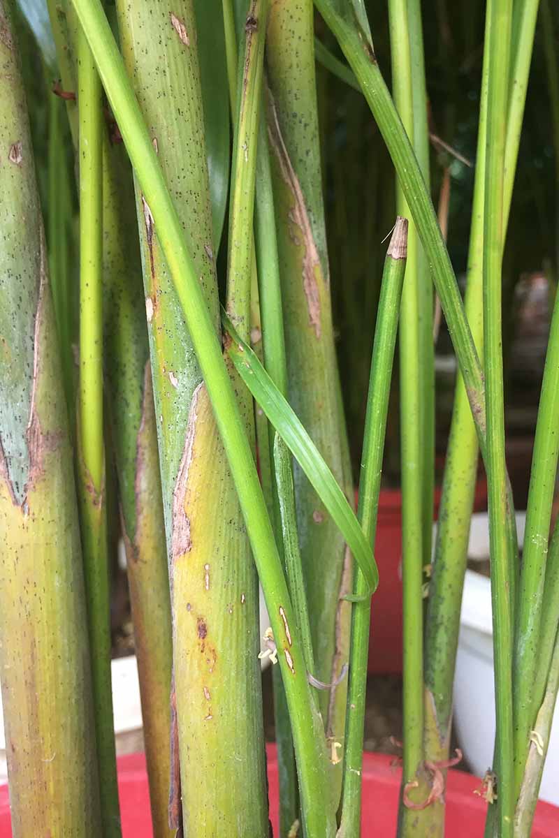 A close up vertical image of the bamboo-like stalks of Dypsis​ ​lutescens​ pictured on a soft focus background.
