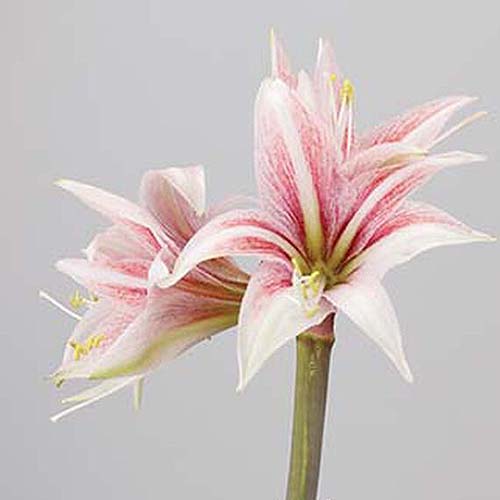A close up square image of Hippeastrum 'Sweet Lillian' flowers pictured on a light gray background.