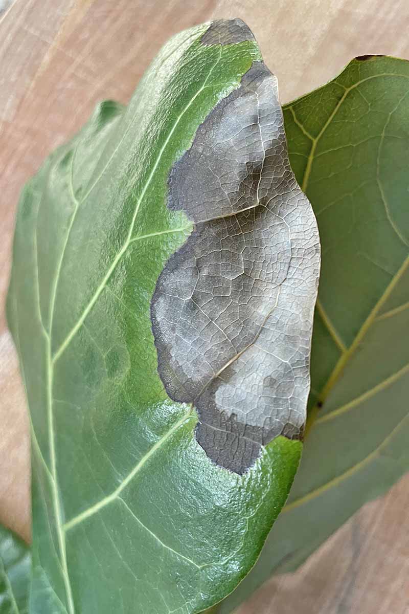 A close up vertical image of the black tip of a Ficus lyrata leaf indicating the presence of root rot pictured on a soft focus background.