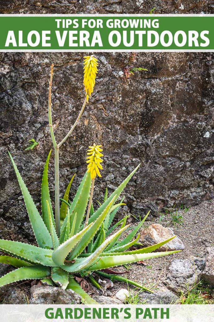 A close up vertical image of an aloe vera plant growing in the garden with bright yellow flowers and a stone wall in the background. To the top and bottom of the frame is green and white printed text.