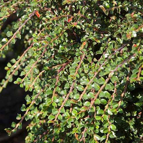 A close up square image of the foliage of C. adpressus 'Tom Thumb' growing in the garden, pictured in light sunshine on a dark soft focus background.