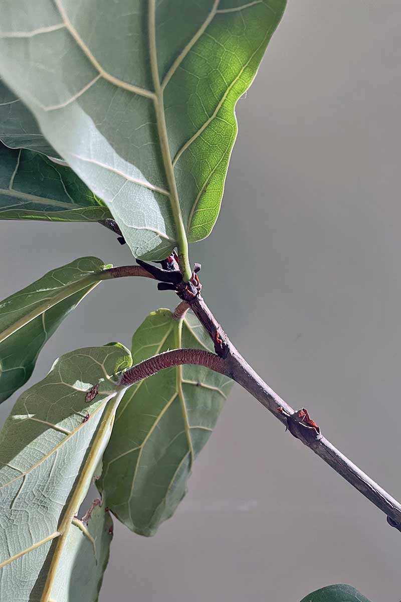 A close up vertical image of the underside of the foliage of a Ficus lyrata tree growing as a houseplant, pictured on a gray background.