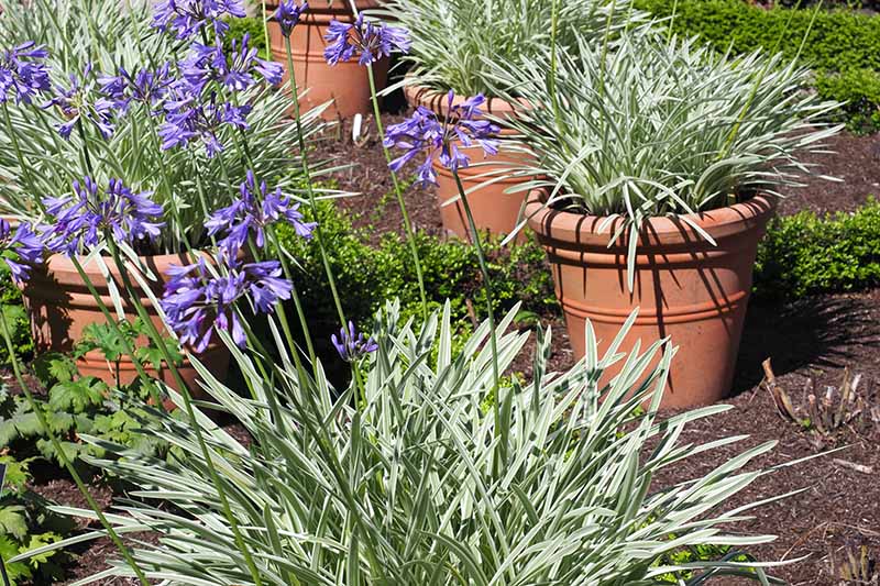 A close up horizontal image of a selection of terra cotta containers growing bright blue agapanthus flowers with variegated leaves, pictured in bright sunshine.