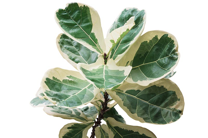 A close up horizontal image of the variegated foliage of Ficus lyrata var. variegata, pictured on a white background.
