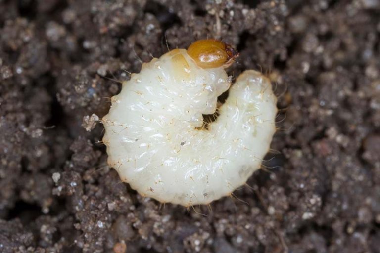 How to Identify and Control Hellebore Pests | Gardener’s Path