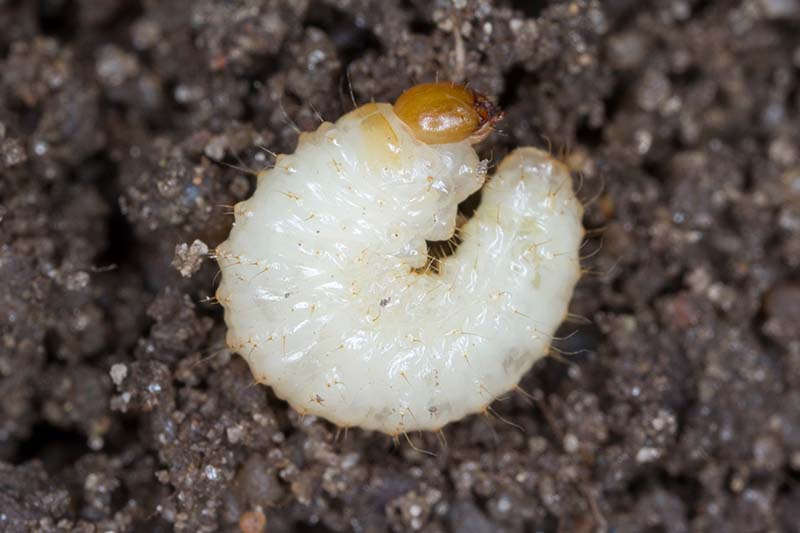 A close up horizontal image of a white, translucent vine weevil larva resting on the top of the soil.