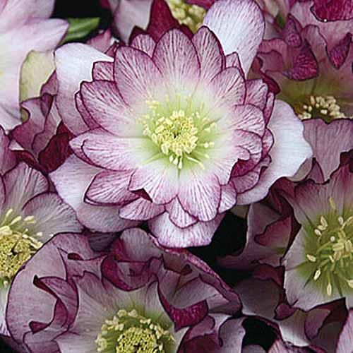 A close up square image of the flowers of H. x helleborus 'Wedding Party Bridesmaid' growing in the garden pictured on a soft focus background.