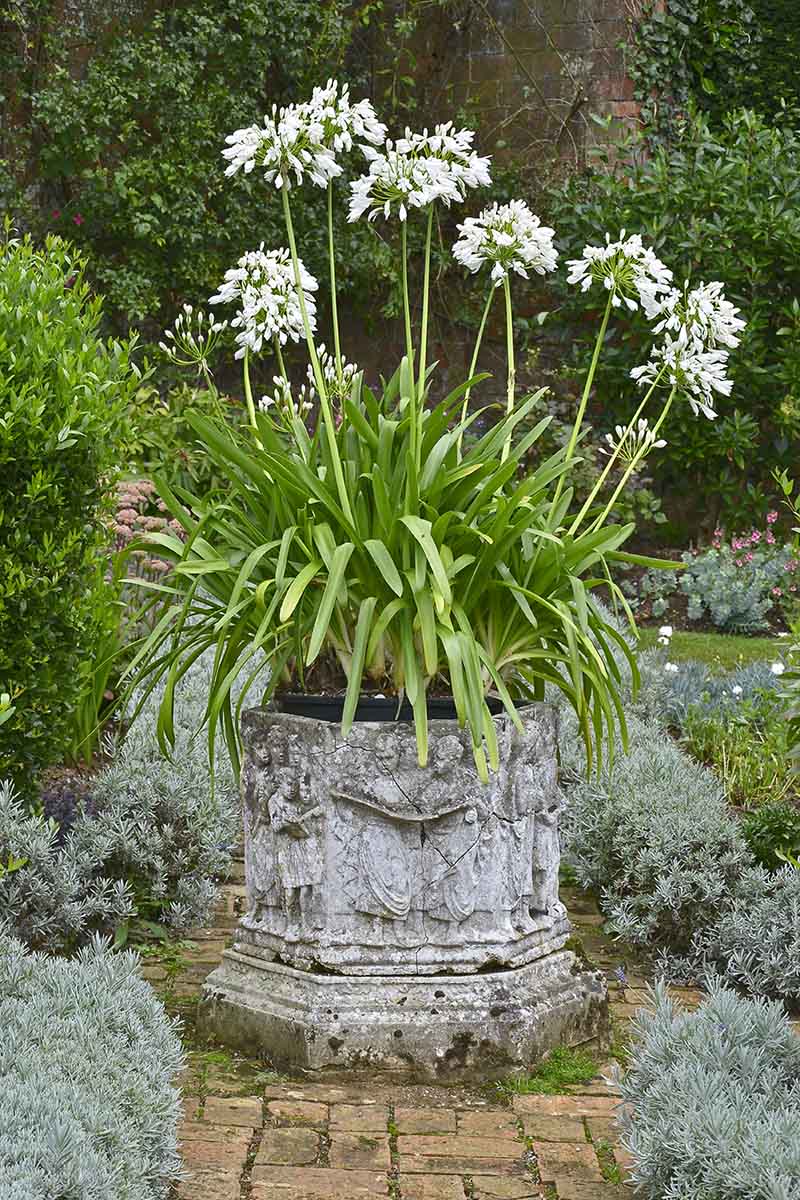 A close up vertical image of a large concrete planter in a formal garden, with tall white agapanthus flowers. In the background is an ivy-clad brick wall.