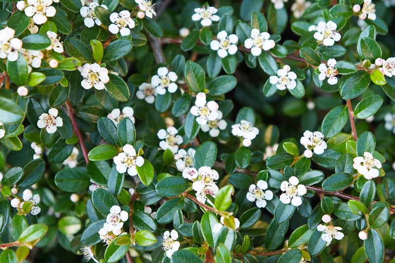 A close up horizontal image of the small white flowers and green leaves of C. integerrimus pictured in light sunshine.