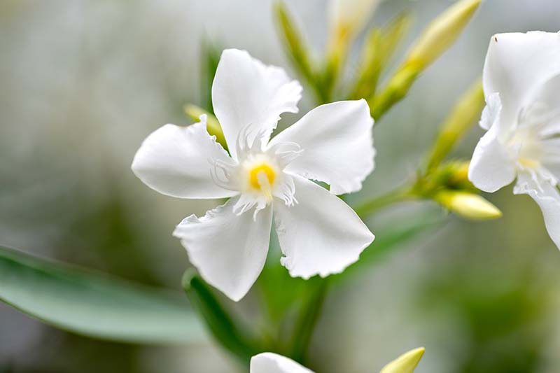 A close up horizontal image of white flowers pictured on a soft focus background.