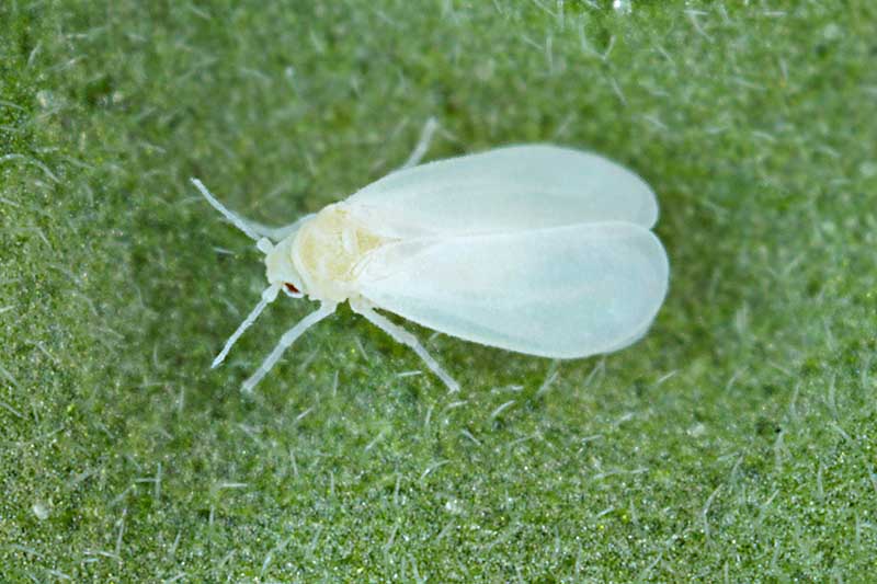 A close up horizontal image of a whitefly, a common garden pest, pictured on a green leaf.