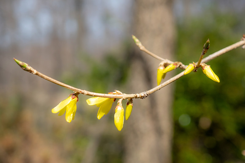 A close up horizontal image of a single branch of a forsythia bush with the buds just starting to open up in the springtime, pictured in bright sunshine on a soft focus background.