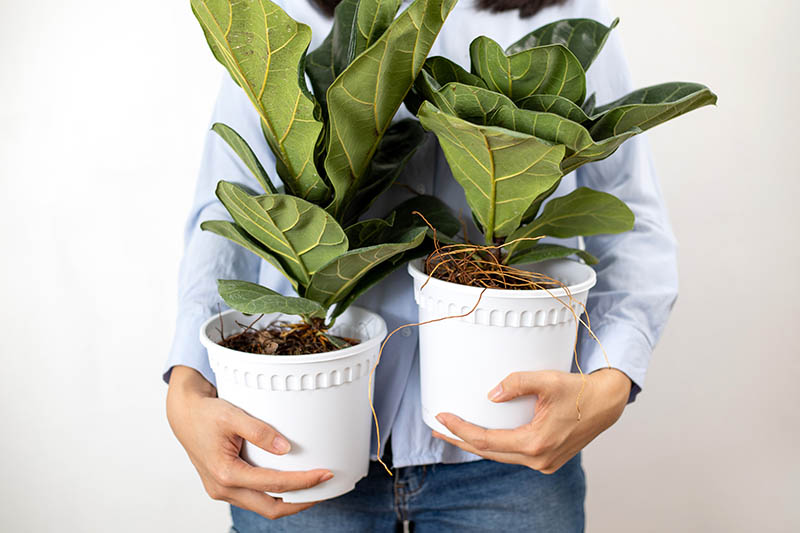 A close up horizontal image of a person carrying two fiddle-leaf fig plants in white plastic containers.