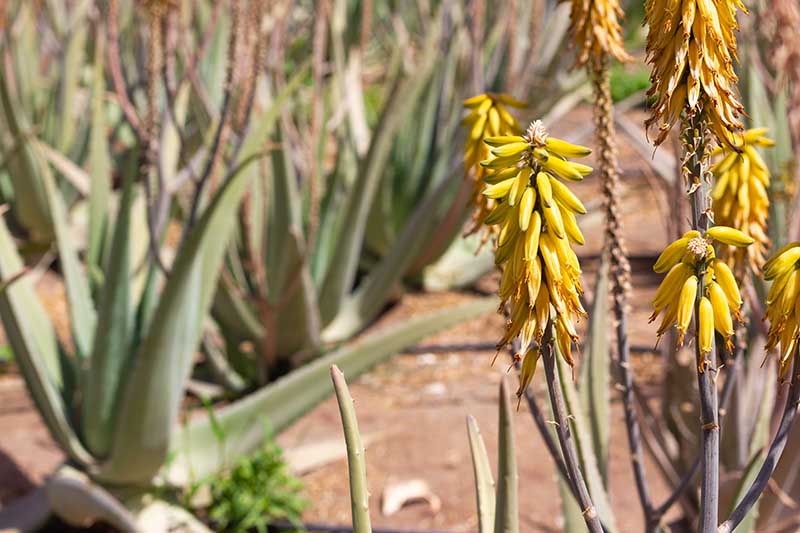 A close up horizontal image of the yellow flowers of aloe vera in a commercial plantation pictured in bright sunshine.