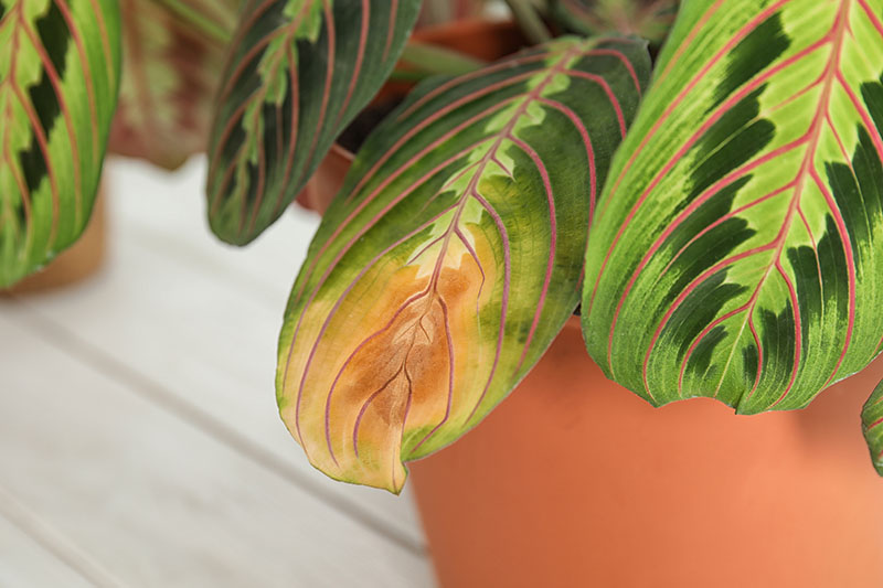 A close up horizontal image of a prayer plant with leaves that are turning yellow at the tips, pictured on a soft focus background.