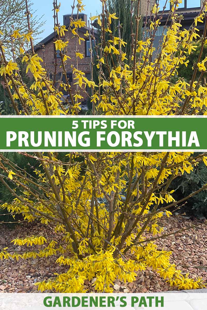 best way to remove forsythia bushes