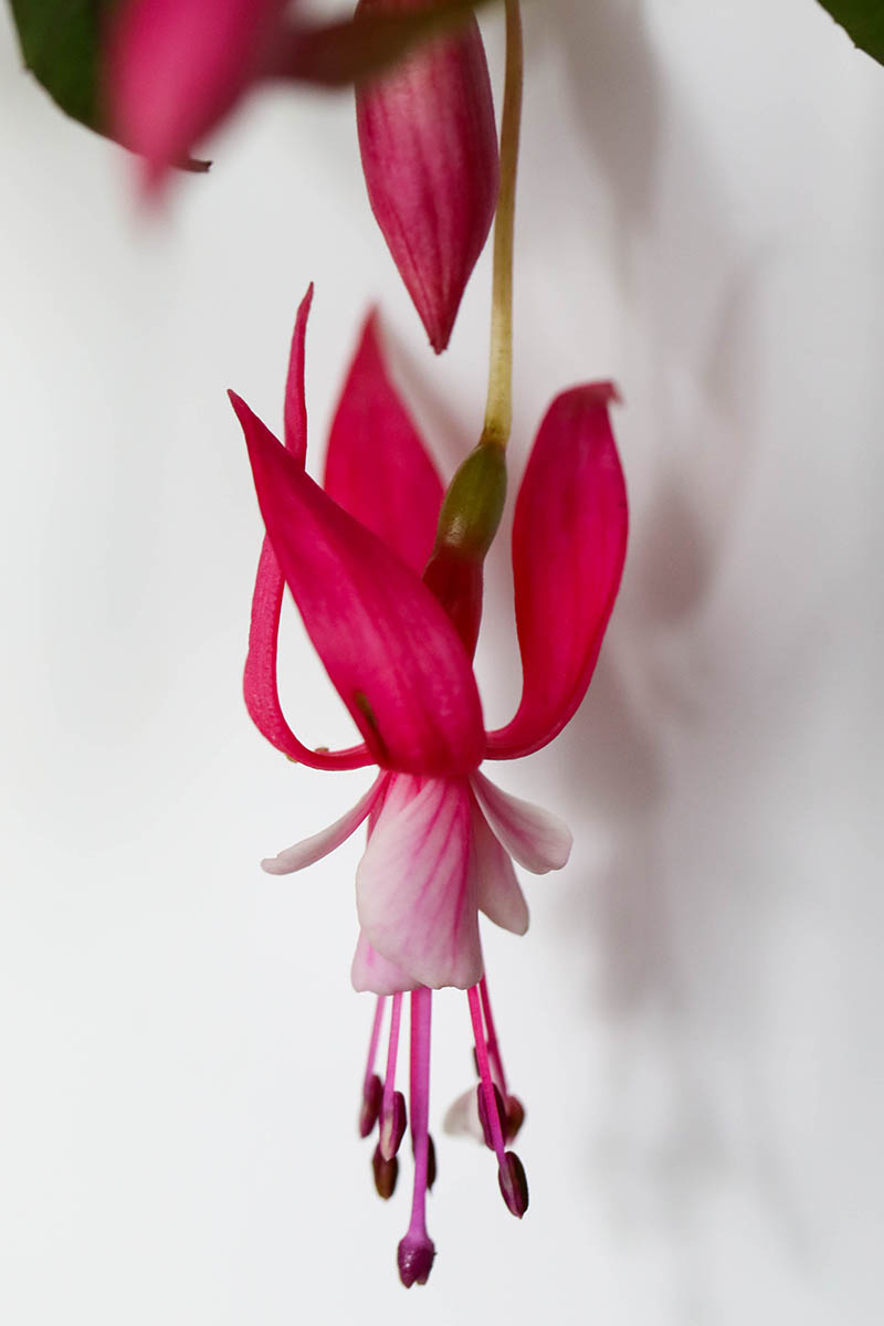 A close up vertical image of 'Alice Hoffman' fuchsia flower pictured on a white background.