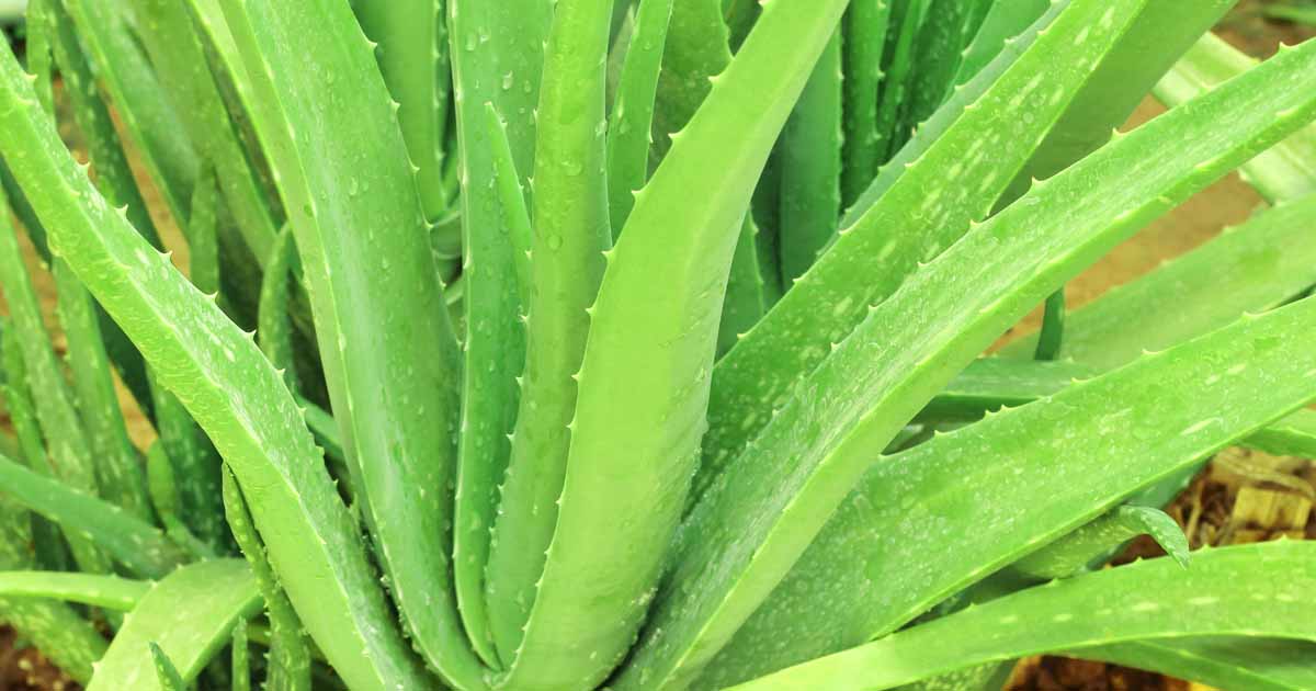 nature republic aloe vera 92 Nature Republic Aloe Vera 92% Soothing Gel