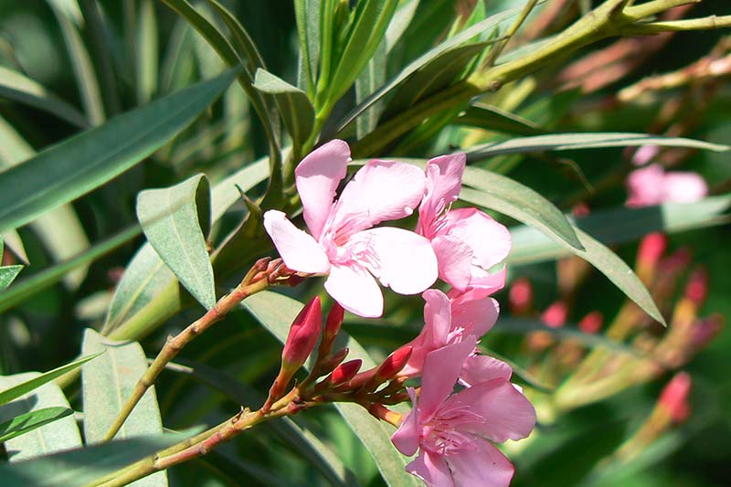 3 Gallon Twist of Pink Oleander with deep Pink Blooms and Creamy White Variegated Foliage 