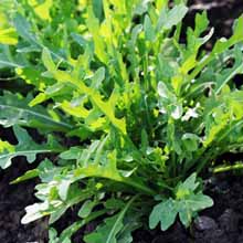 Close up of arugula or rocket growing in a vegetable garden.