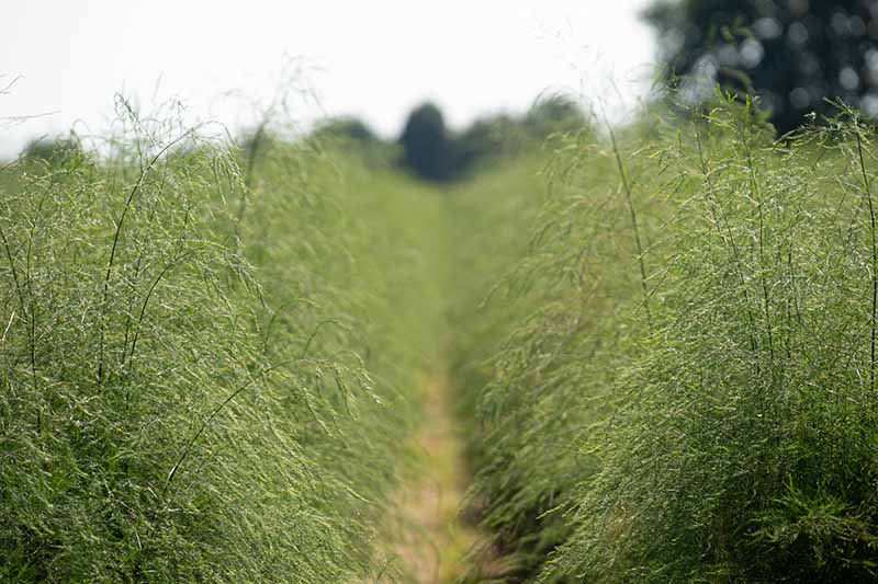 A horizontal image of asparagus plants growing in rows in a commercial field.