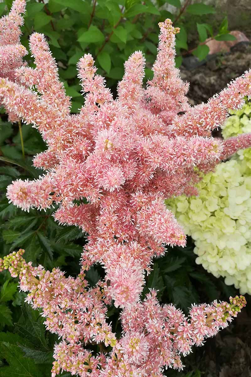 A close up vertical image of the pink flowers of A. arendsii ‘Sister Theresa’ growing in the garden with foliage in soft focus in the background.