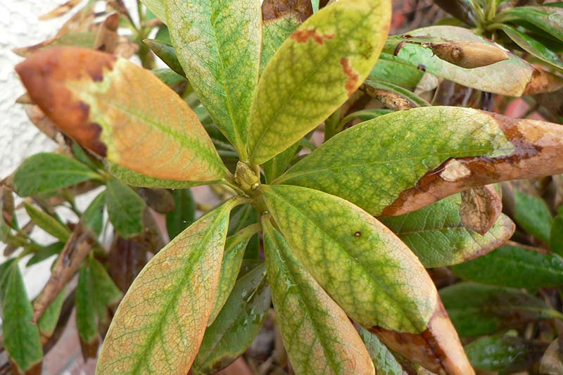 A close up horizontal image of the foliage of an azalea that is infected with a fungal disease pictured on a soft focus background.