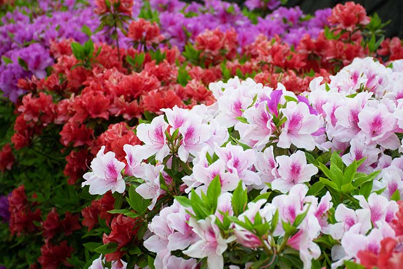 A close up horizontal image of bicolored pink and white, red, and purple azaleas in full bloom.