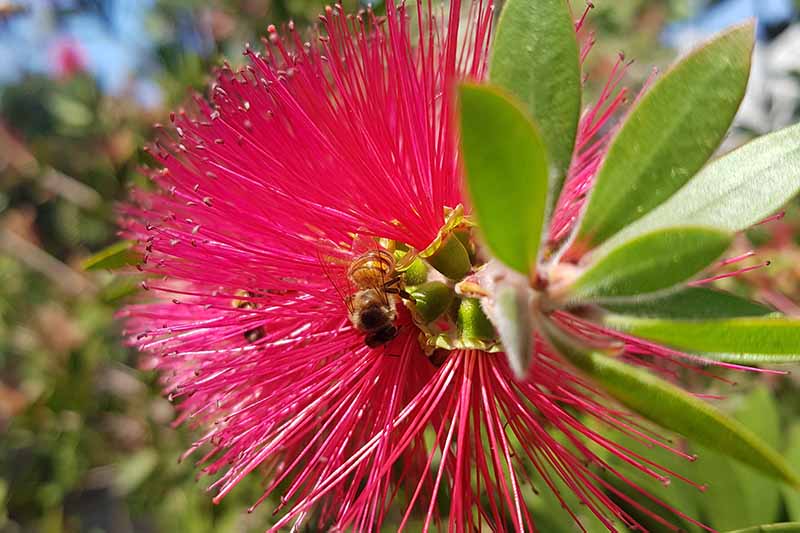 A close up horizontal image of a bee feeding on a vibrant red Callistemon flower pictured in bright sunshine on a soft focus background.