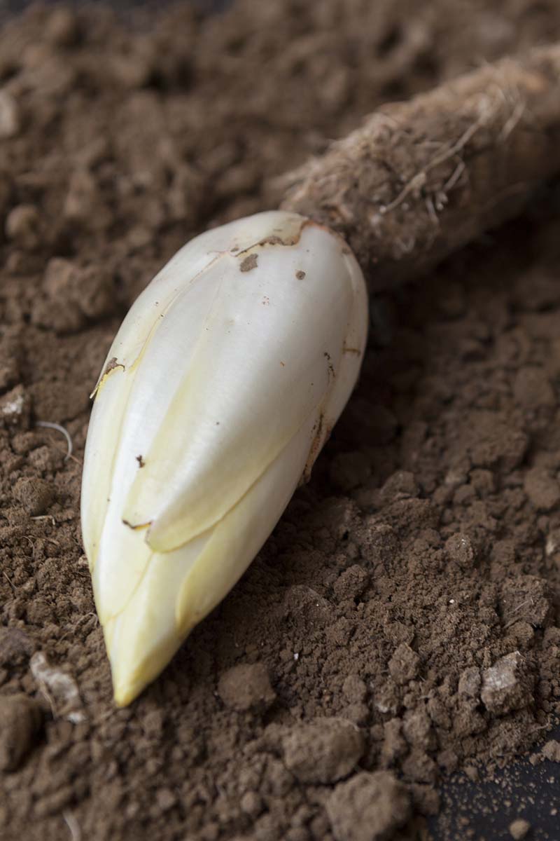 A close up vertical image of a small Belgian endive head growing on the top of a root after being forced and blanched in a dark location.